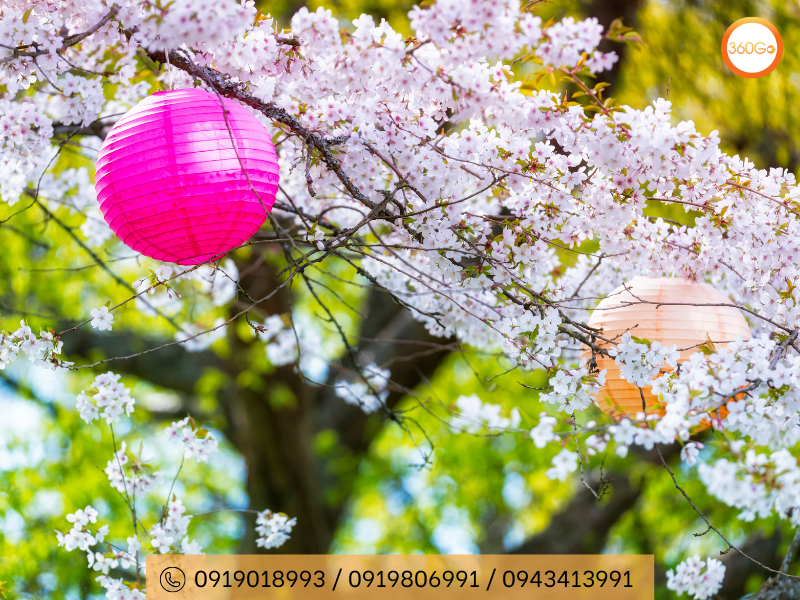 Lễ hội Hanami ngắm hoa truyền thống - Du lịch 360Go 